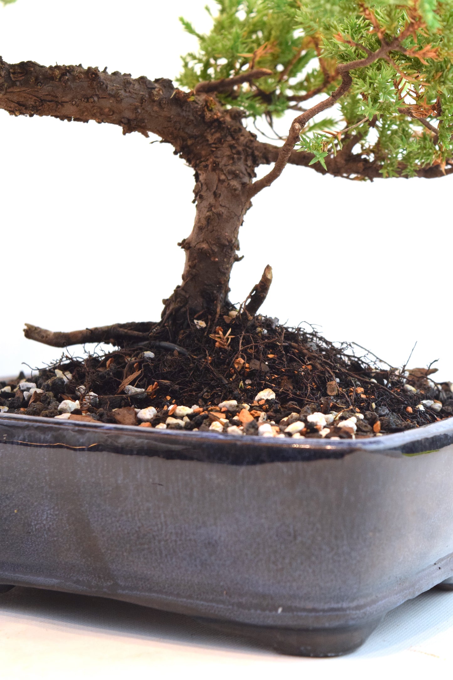 Juniper Live Bonsai Ceramic 8" Pot - One of a Kind Bonsai