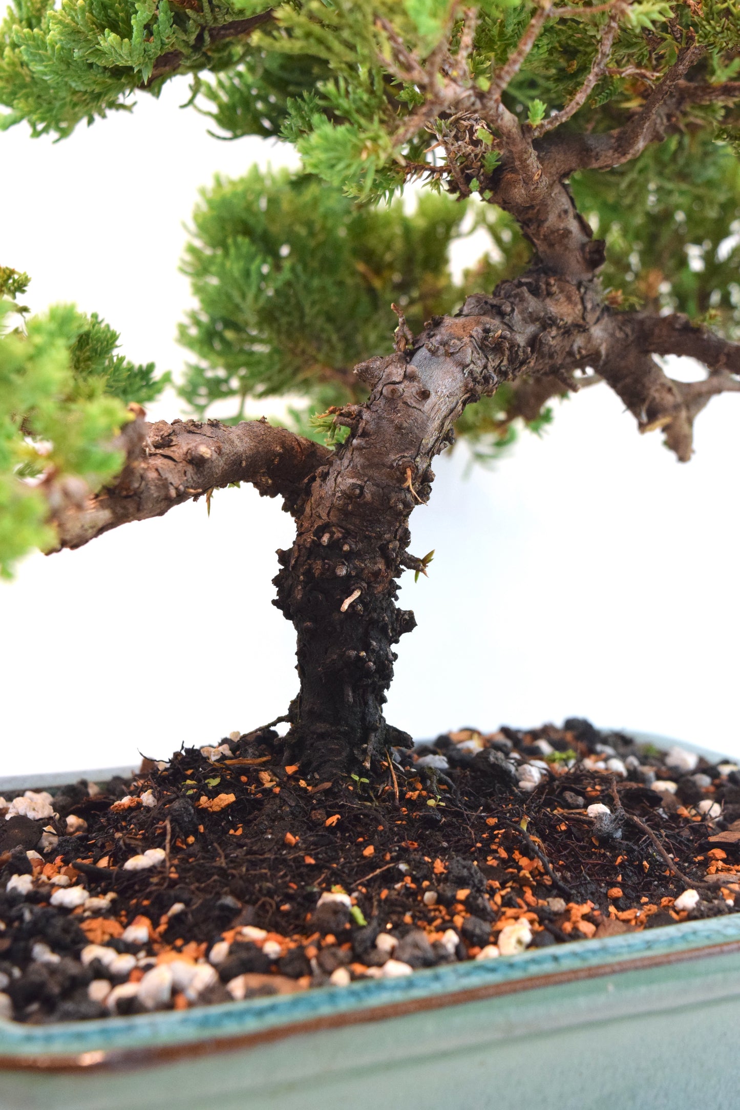 Juniper Live Bonsai Ceramic 8.5" Pot - One of a Kind Bonsai