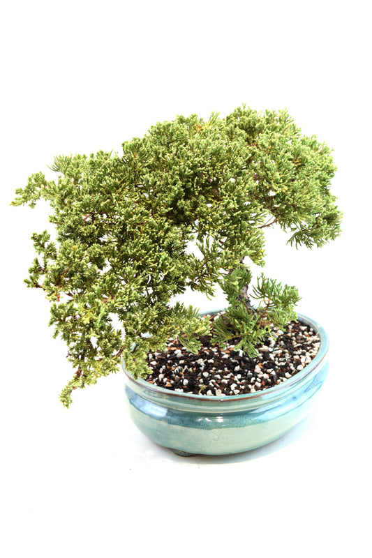 Juniper Live Bonsai 10" Pot - One of a Kind Bonsai
