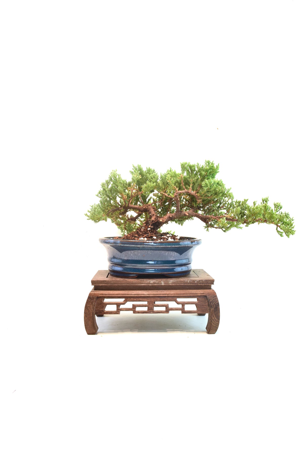 Juniper Live Bonsai 7" Pot - One of a Kind Bonsai