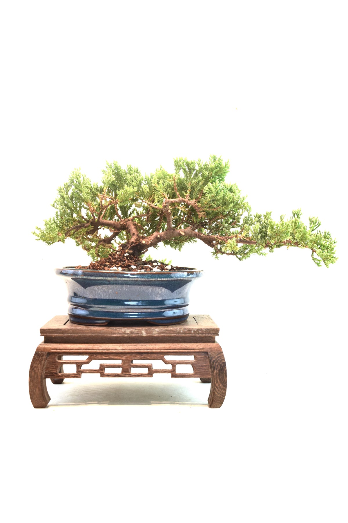 Juniper Live Bonsai 7" Pot - One of a Kind Bonsai