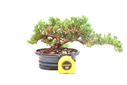 Juniper Live Bonsai 7" Pot - One of a Kind Bonsai