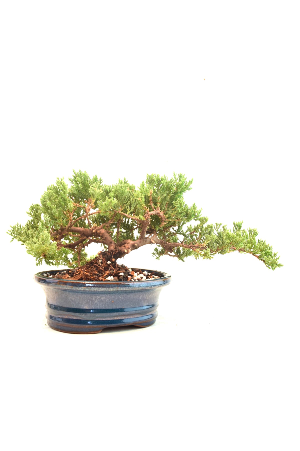 Juniper Live Bonsai 7" Pot - One of a Kind Bonsai