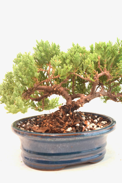 Juniper Live Bonsai 7" Pot - One of a Kind Bonsai