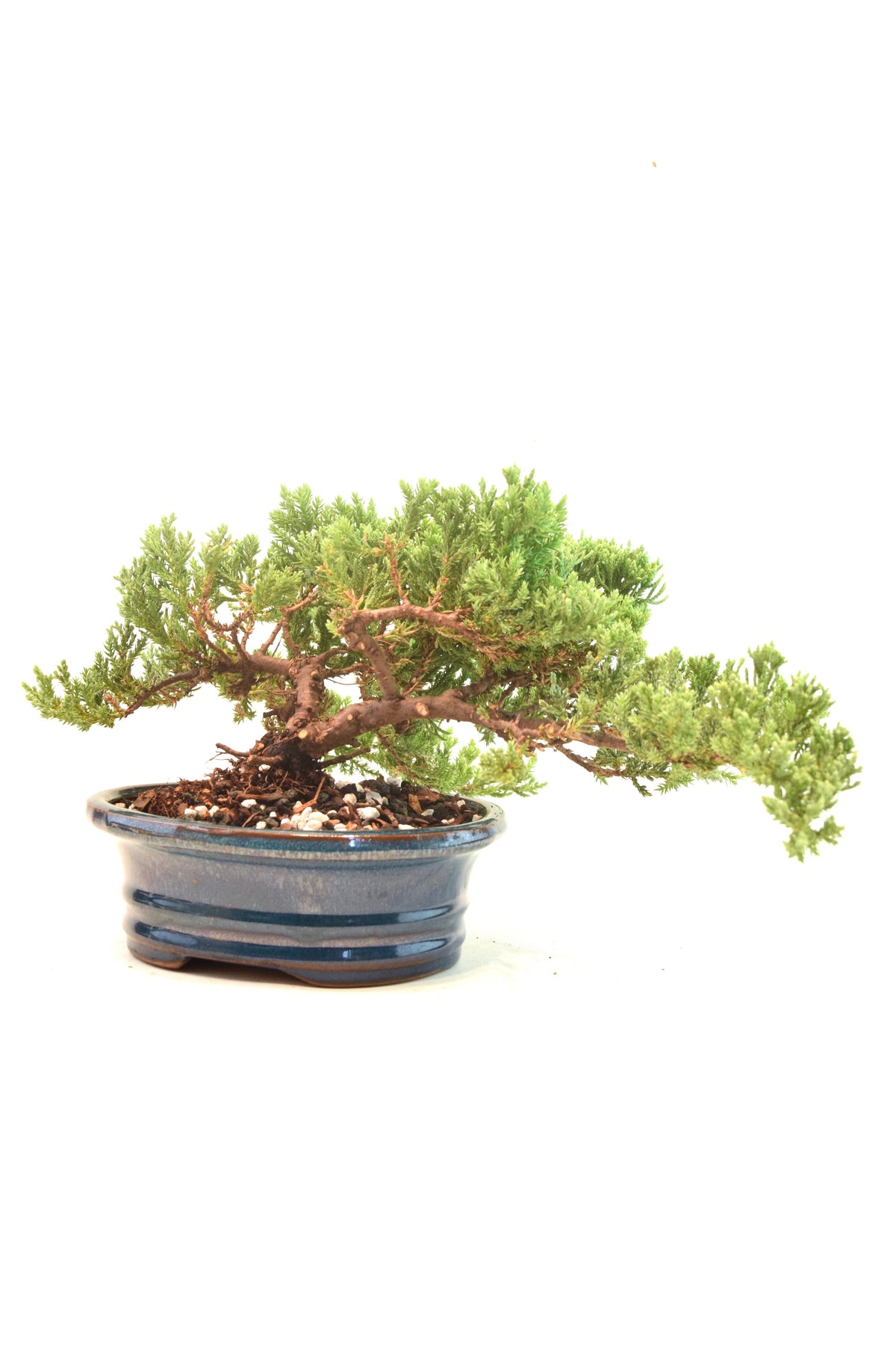 Juniper Live Bonsai 7" Pot - One of a Kind Bonsai