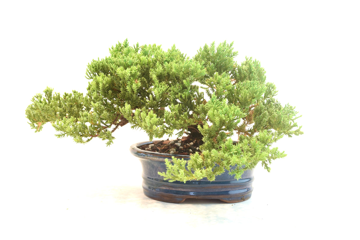 Juniper Live Bonsai 7" Pot - One of a Kind Bonsai