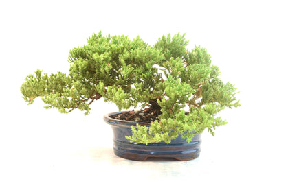 Juniper Live Bonsai 7" Pot - One of a Kind Bonsai