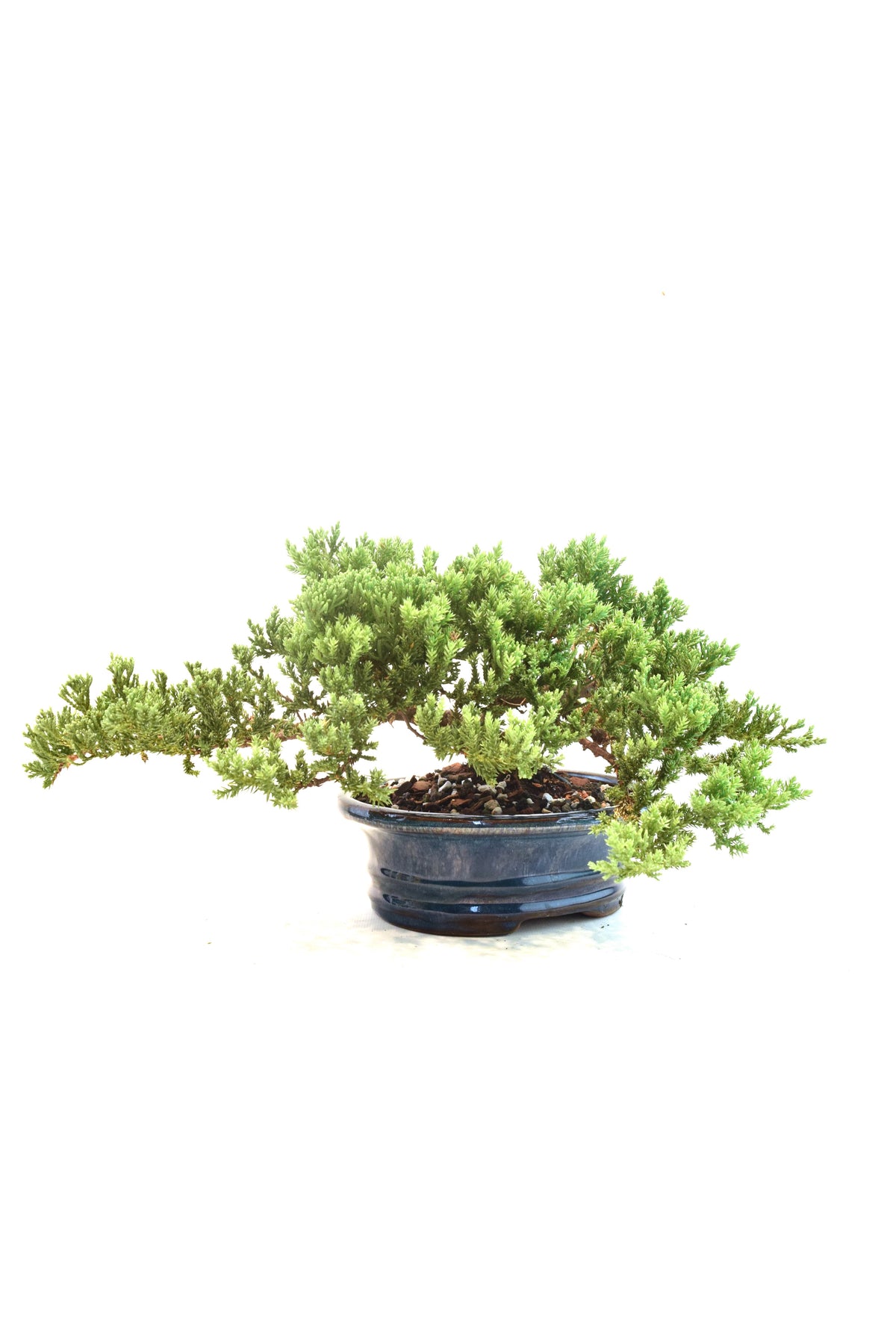Juniper Live Bonsai 7" Pot - One of a Kind Bonsai