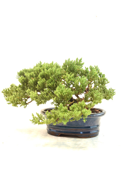Juniper Live Bonsai 7" Pot - One of a Kind Bonsai
