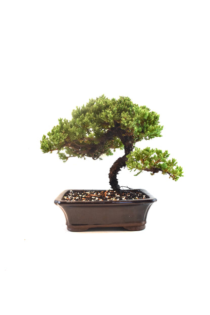 Juniper Live Bonsai Ceramic 8" Pot - One of a Kind Bonsai