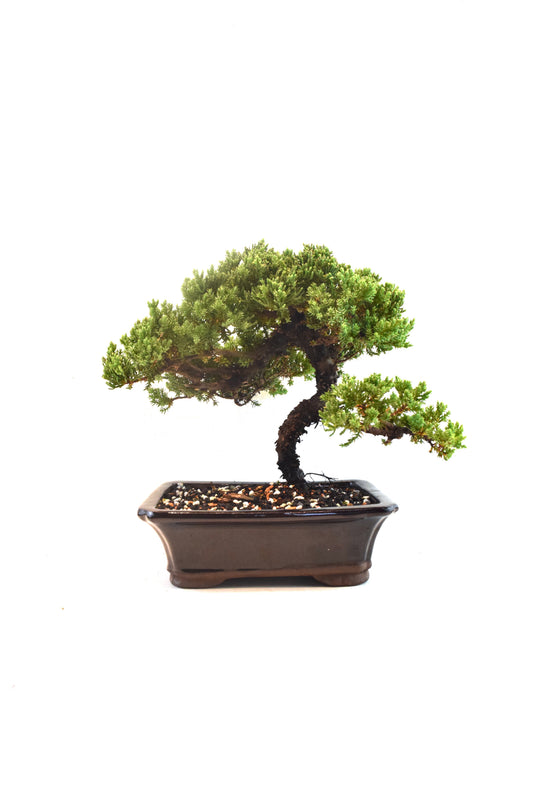 Juniper Live Bonsai Ceramic 8" Pot - One of a Kind Bonsai
