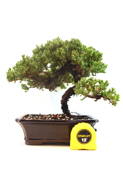Juniper Live Bonsai Ceramic 8" Pot - One of a Kind Bonsai