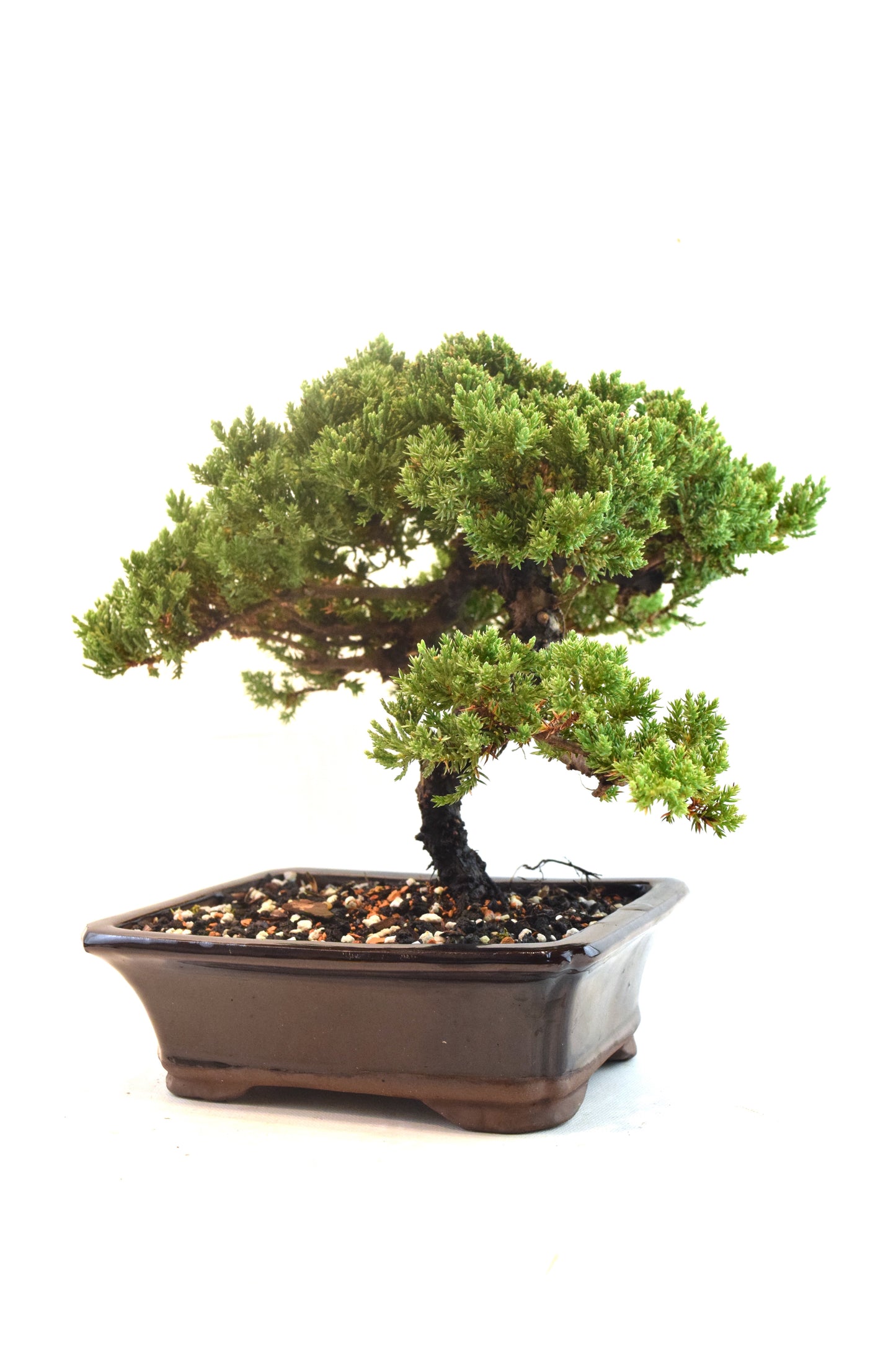Juniper Live Bonsai Ceramic 8" Pot - One of a Kind Bonsai
