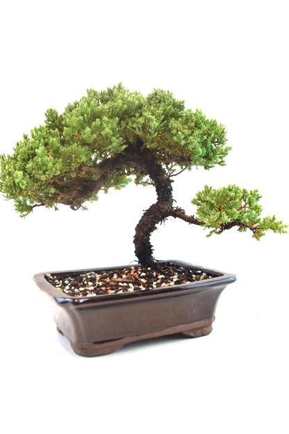 Juniper Live Bonsai Ceramic 8" Pot - One of a Kind Bonsai