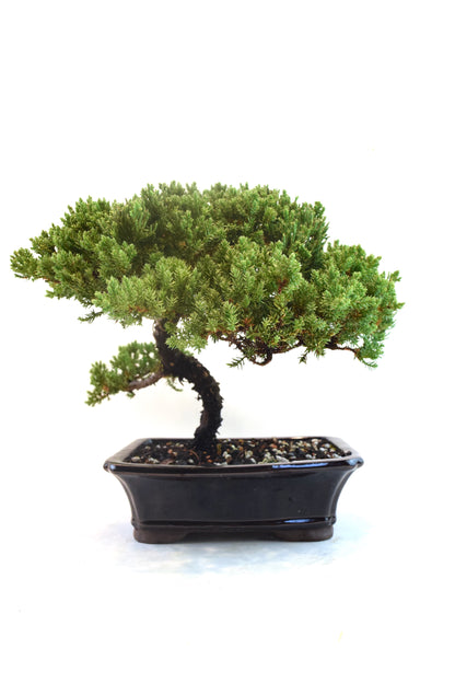 Juniper Live Bonsai Ceramic 8" Pot - One of a Kind Bonsai
