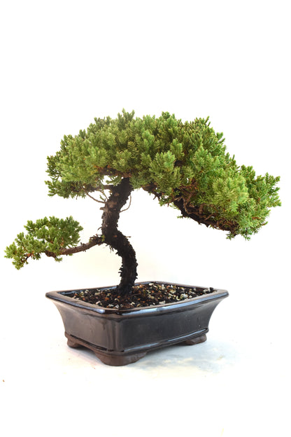 Juniper Live Bonsai Ceramic 8" Pot - One of a Kind Bonsai