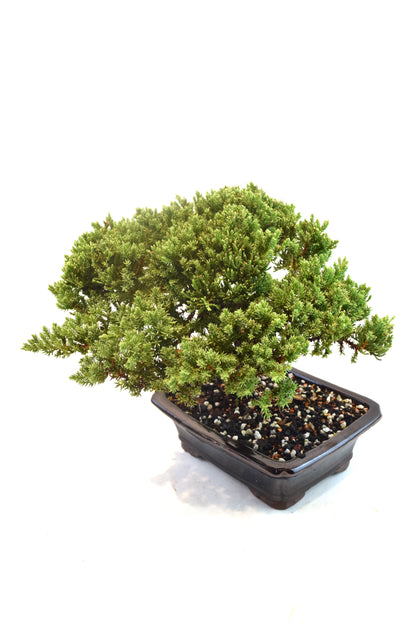 Juniper Live Bonsai Ceramic 8" Pot - One of a Kind Bonsai