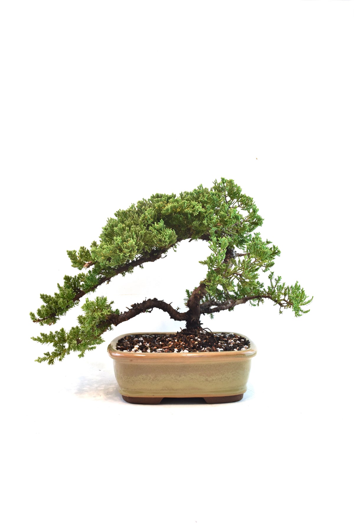 Juniper Live Bonsai 8" Pot - One of a Kind Bonsai