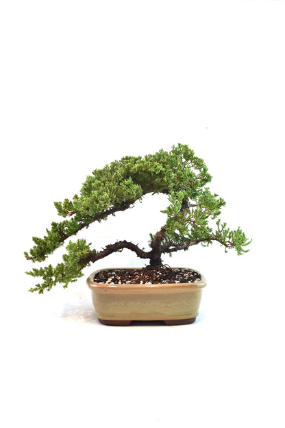 Juniper Live Bonsai 8" Pot - One of a Kind Bonsai