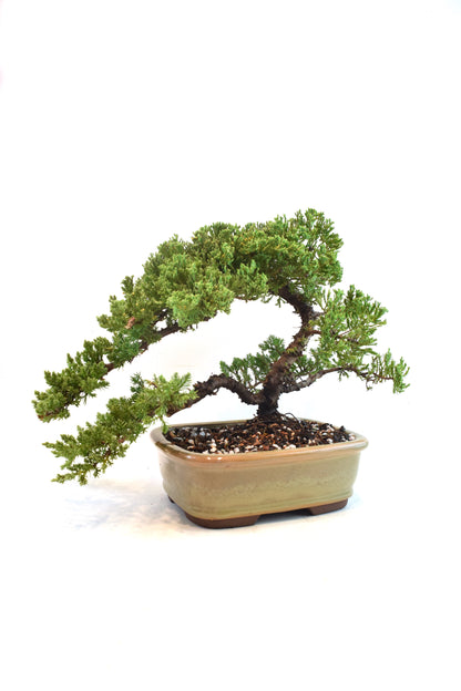 Juniper Live Bonsai 8" Pot - One of a Kind Bonsai