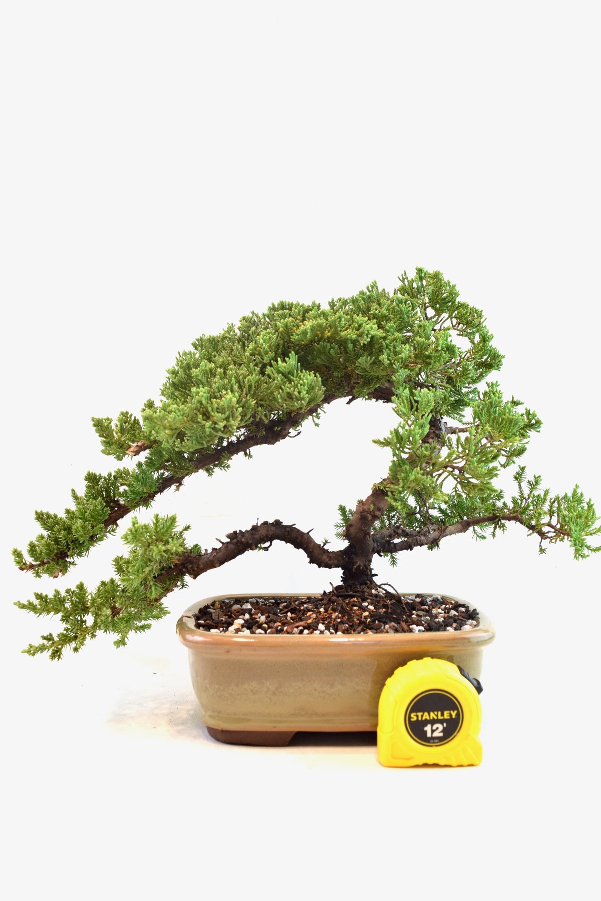 Juniper Live Bonsai 8" Pot - One of a Kind Bonsai