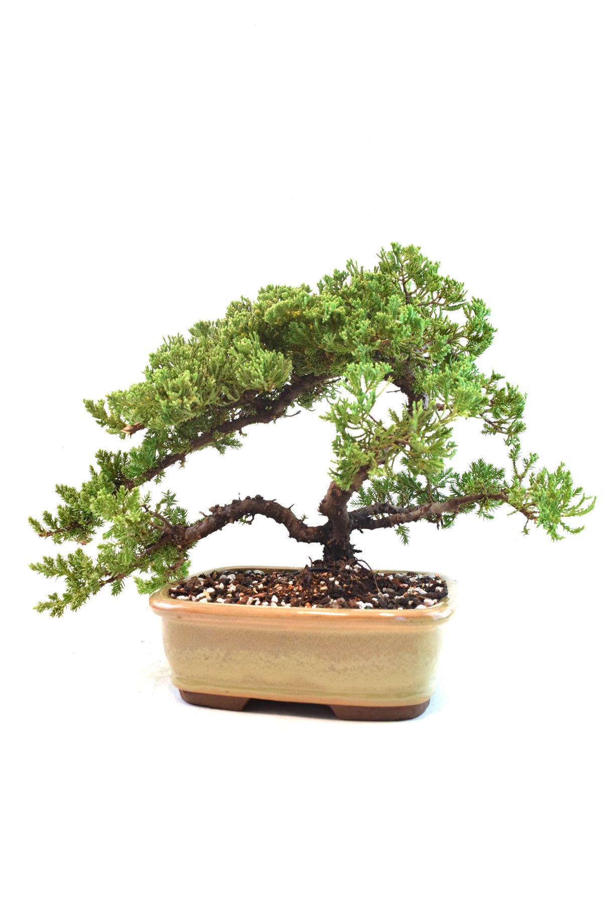 Juniper Live Bonsai 8" Pot - One of a Kind Bonsai