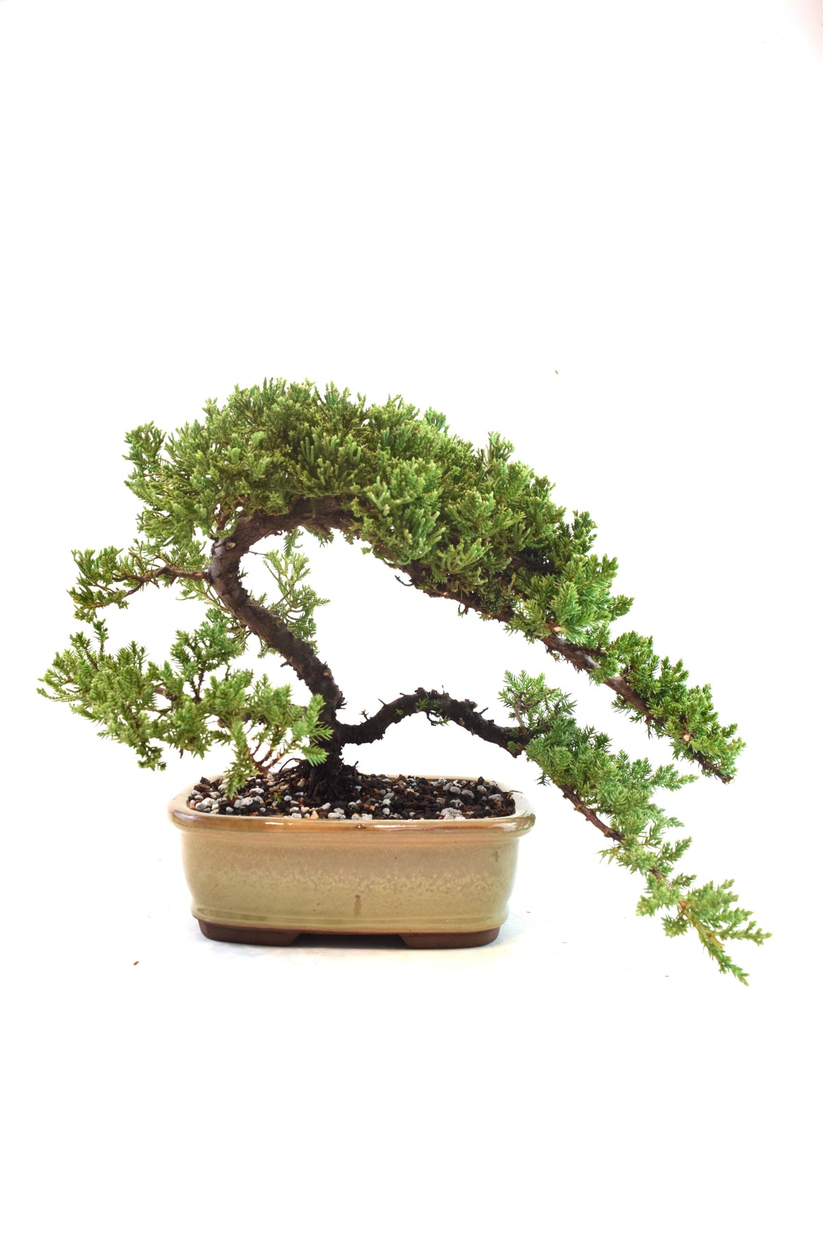 Juniper Live Bonsai 8" Pot - One of a Kind Bonsai
