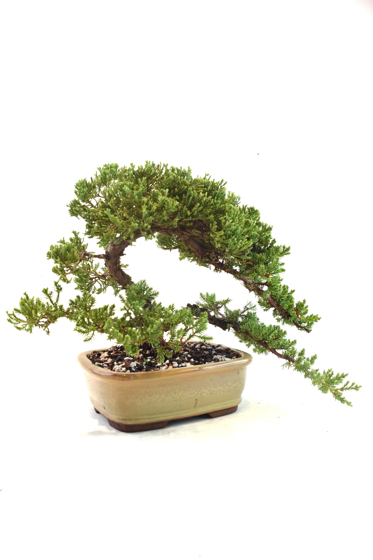 Juniper Live Bonsai 8" Pot - One of a Kind Bonsai