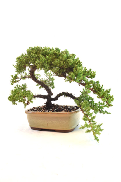 Juniper Live Bonsai 8" Pot - One of a Kind Bonsai