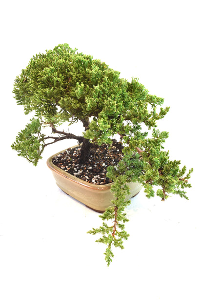 Juniper Live Bonsai 8" Pot - One of a Kind Bonsai