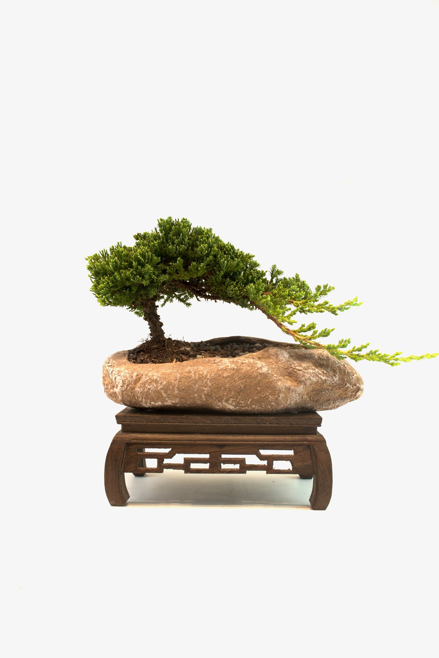 Juniper Live Bonsai Rock Ceramic 10.5" Pot - One of a Kind Bonsai
