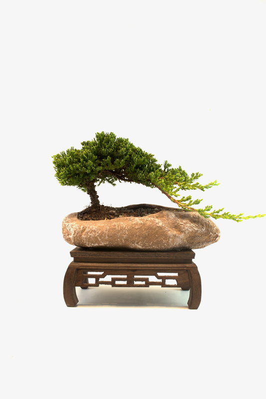 Juniper Live Bonsai Rock Ceramic 10.5" Pot - One of a Kind Bonsai