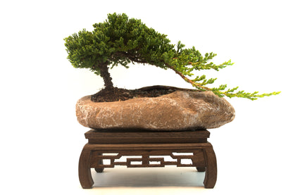 Juniper Live Bonsai Rock Ceramic 10.5" Pot - One of a Kind Bonsai