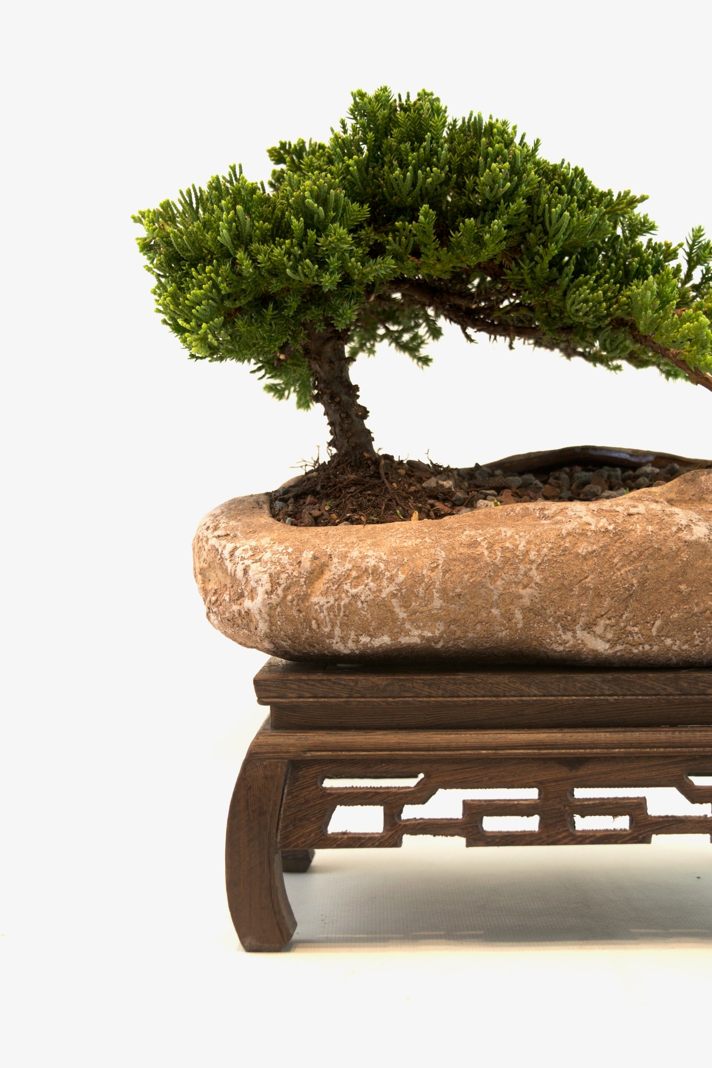 Juniper Live Bonsai Rock Ceramic 10.5" Pot - One of a Kind Bonsai