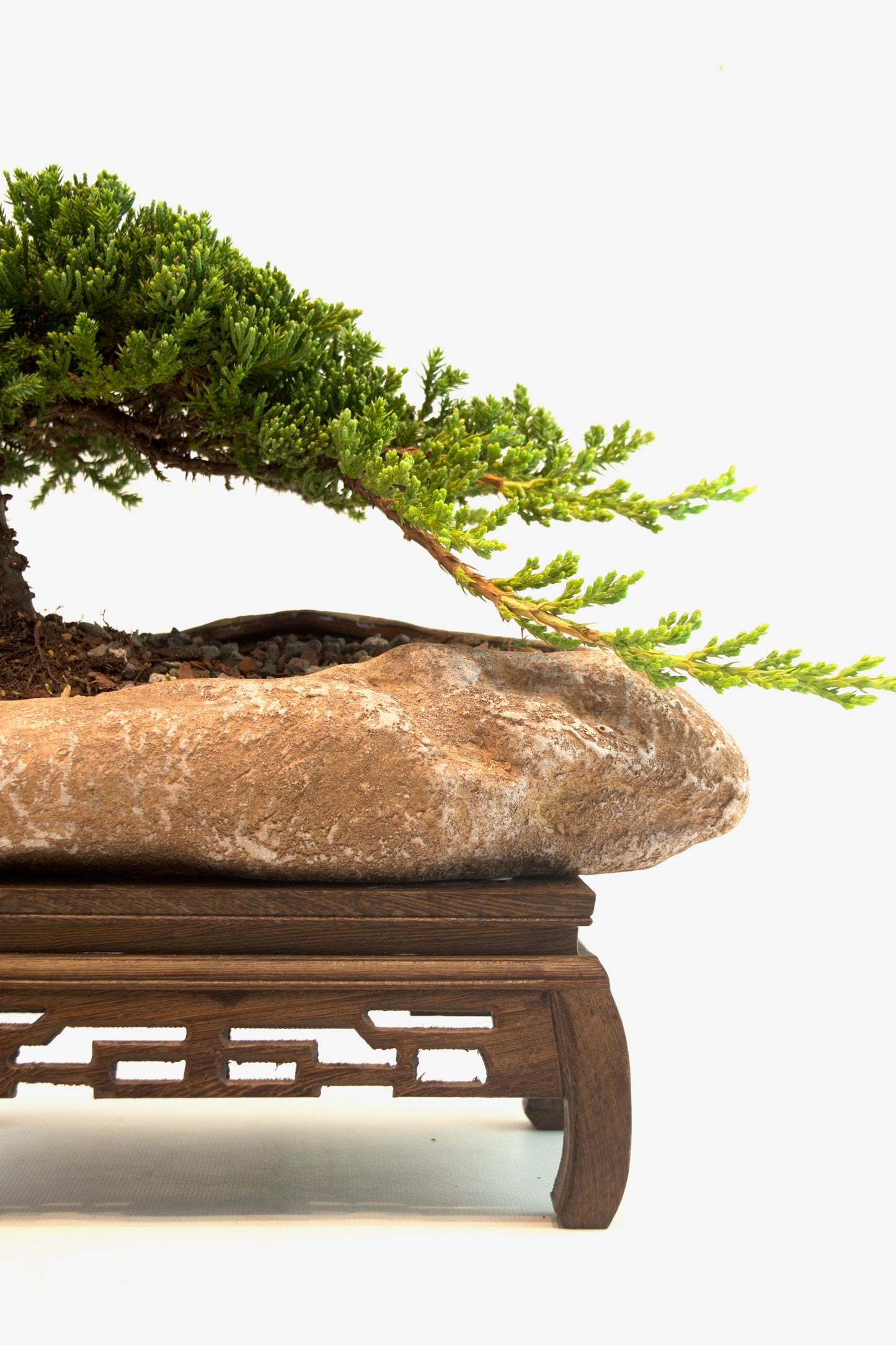 Juniper Live Bonsai Rock Ceramic 10.5" Pot - One of a Kind Bonsai