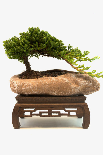 Juniper Live Bonsai Rock Ceramic 10.5" Pot - One of a Kind Bonsai
