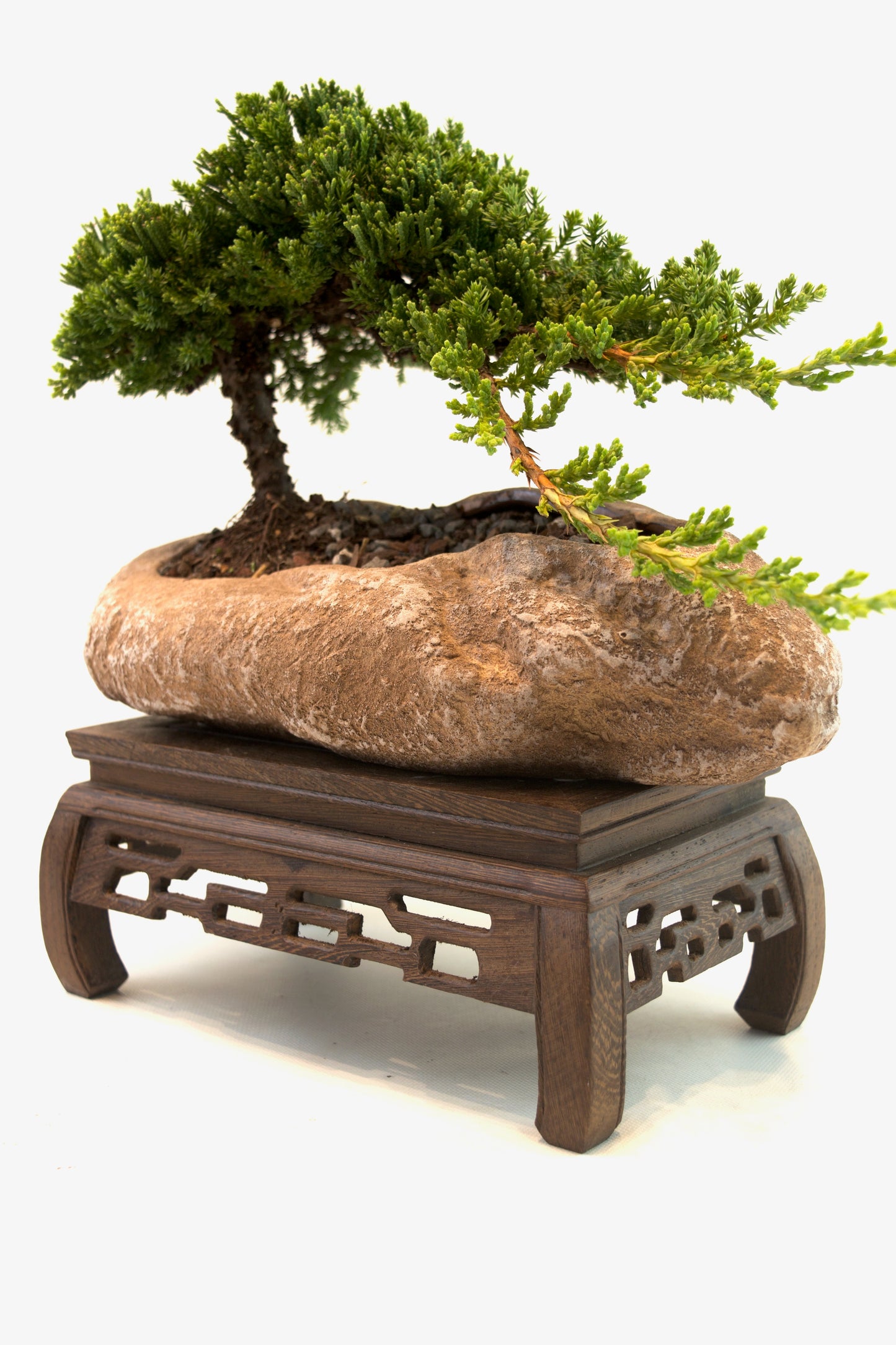Juniper Live Bonsai Rock Ceramic 10.5" Pot - One of a Kind Bonsai