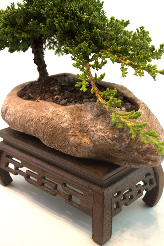 Juniper Live Bonsai Rock Ceramic 10.5" Pot - One of a Kind Bonsai
