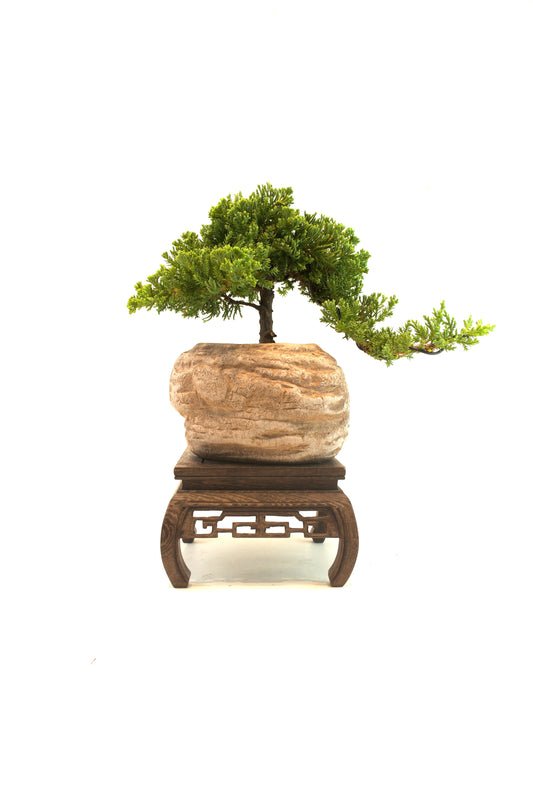 Bonsai tree in a stone pot on a wooden stand against a white background