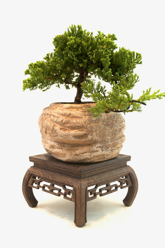 Juniper Live Bonsai Rock Ceramic 6" Pot - One of a Kind Bonsai