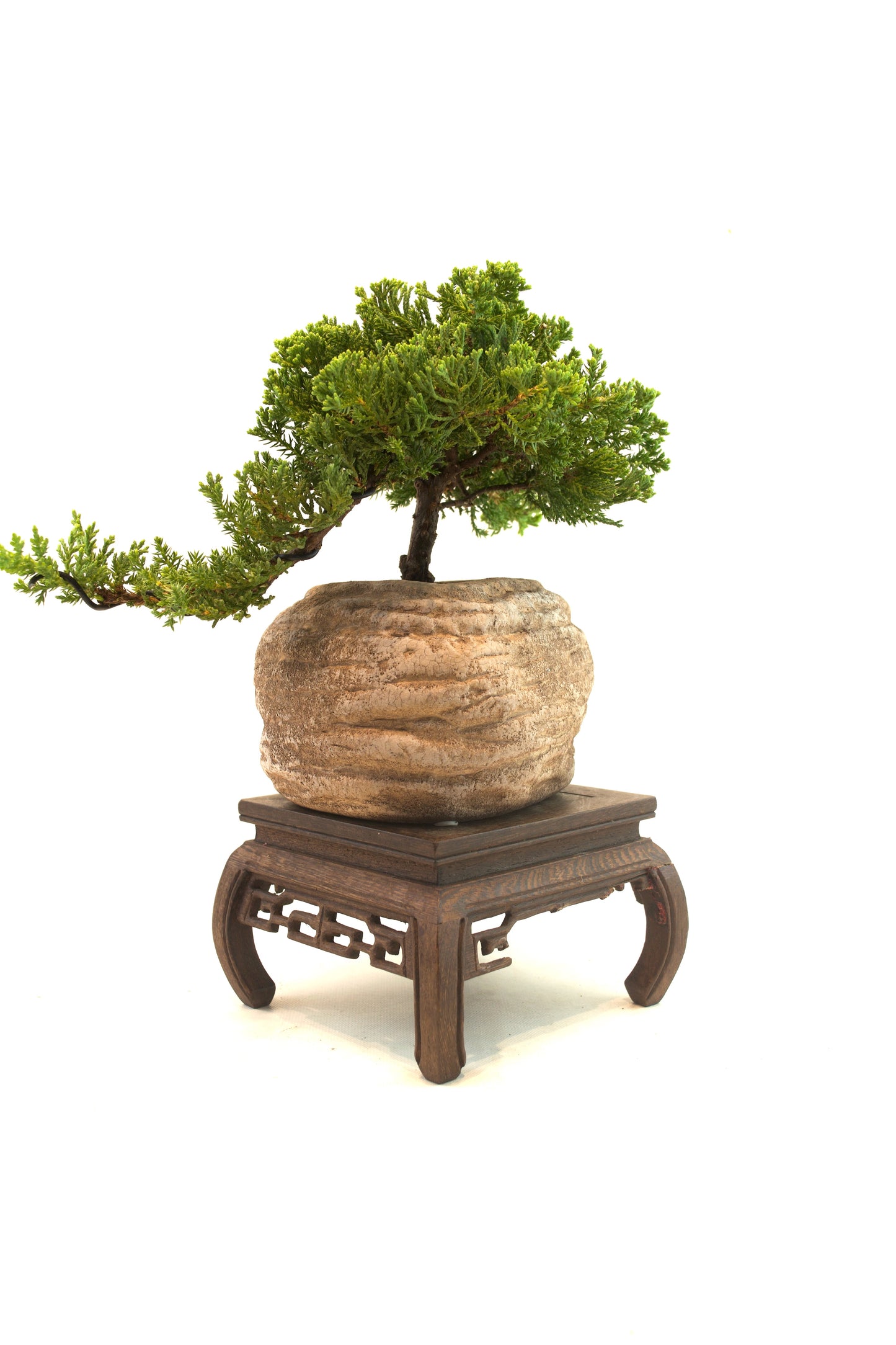 Juniper Live Bonsai Rock Ceramic 6" Pot - One of a Kind Bonsai