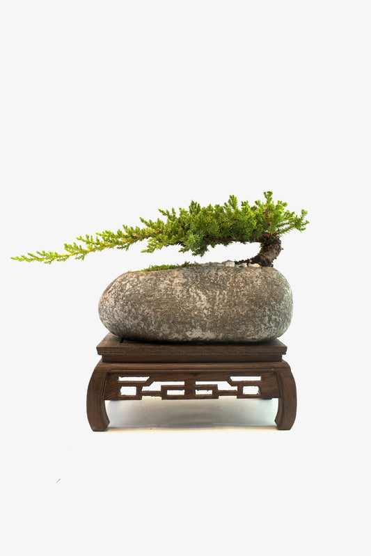 Juniper Live Bonsai Rock Ceramic 9" Pot - One of a Kind Bonsai