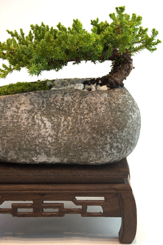 Juniper Live Bonsai Rock Ceramic 9" Pot - One of a Kind Bonsai