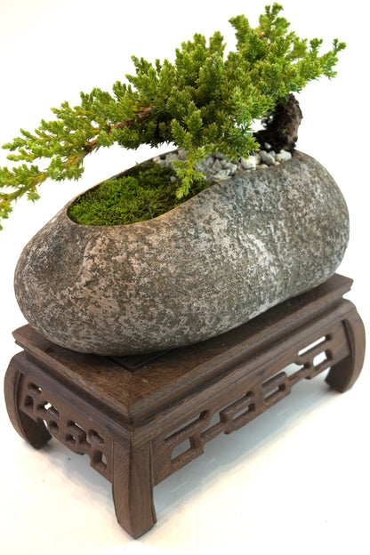 Juniper Live Bonsai Rock Ceramic 9" Pot - One of a Kind Bonsai