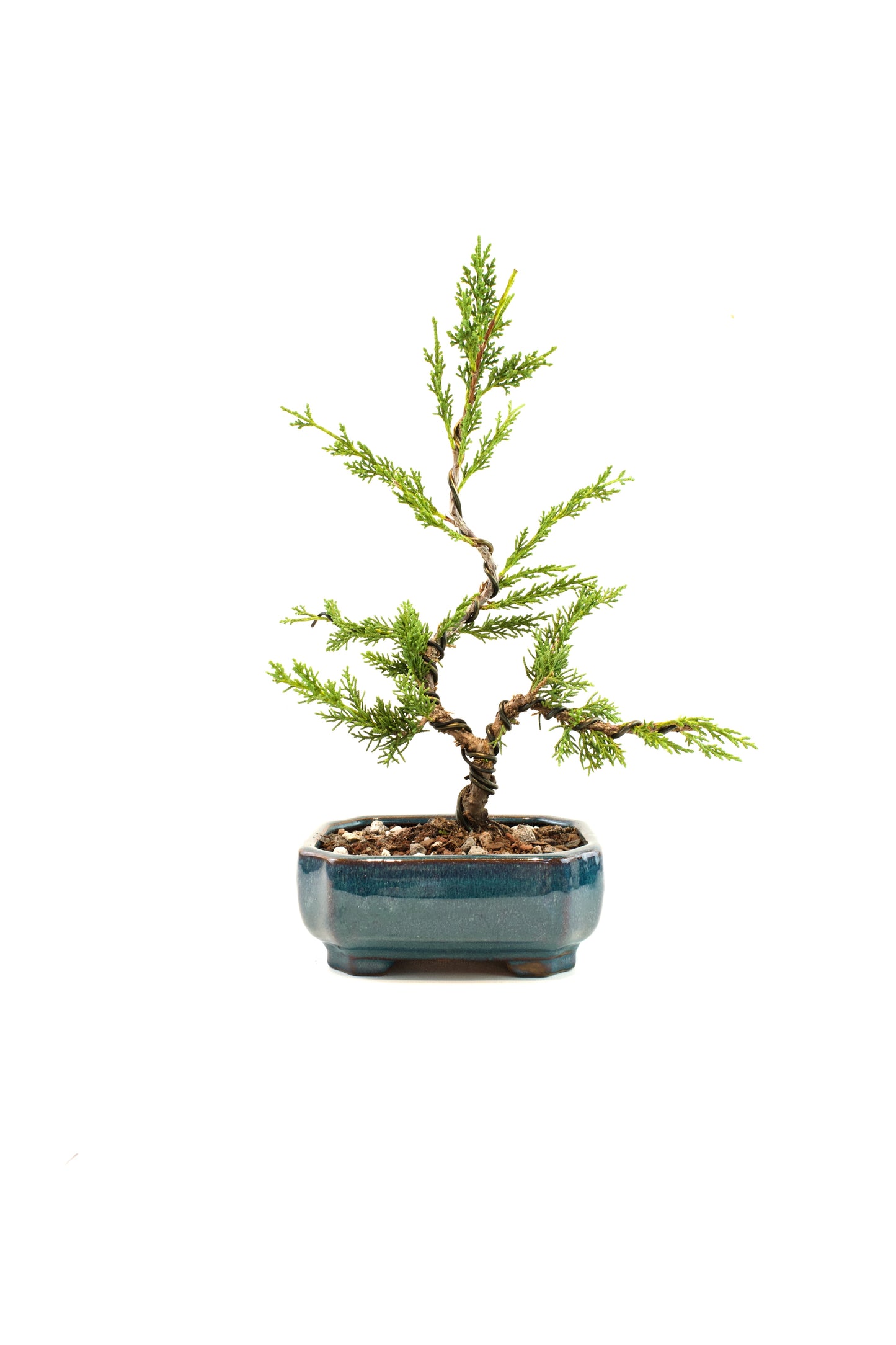 Shimpaku Juniper Rare Bonsai 6" Ceramic Pot - One of a Kind Bonsai