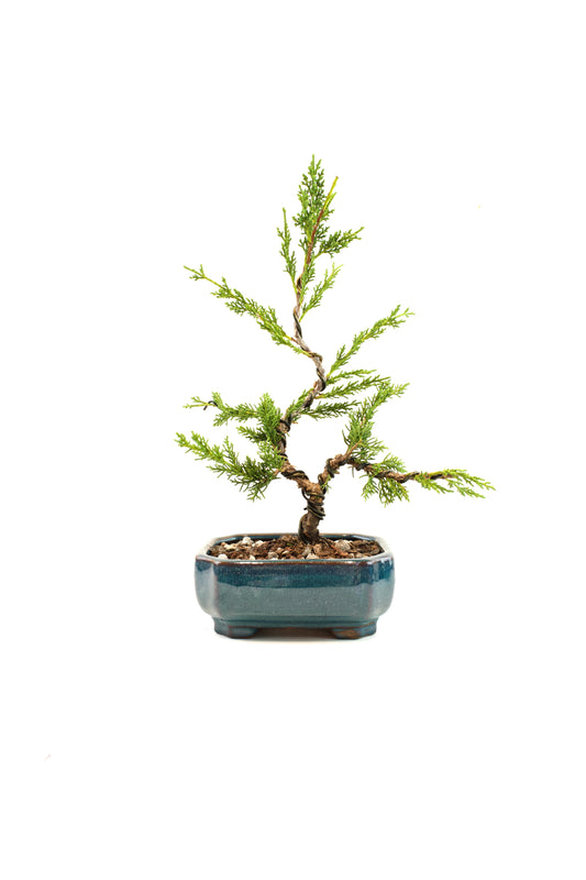 Shimpaku Juniper Rare Bonsai 6" Ceramic Pot - One of a Kind Bonsai