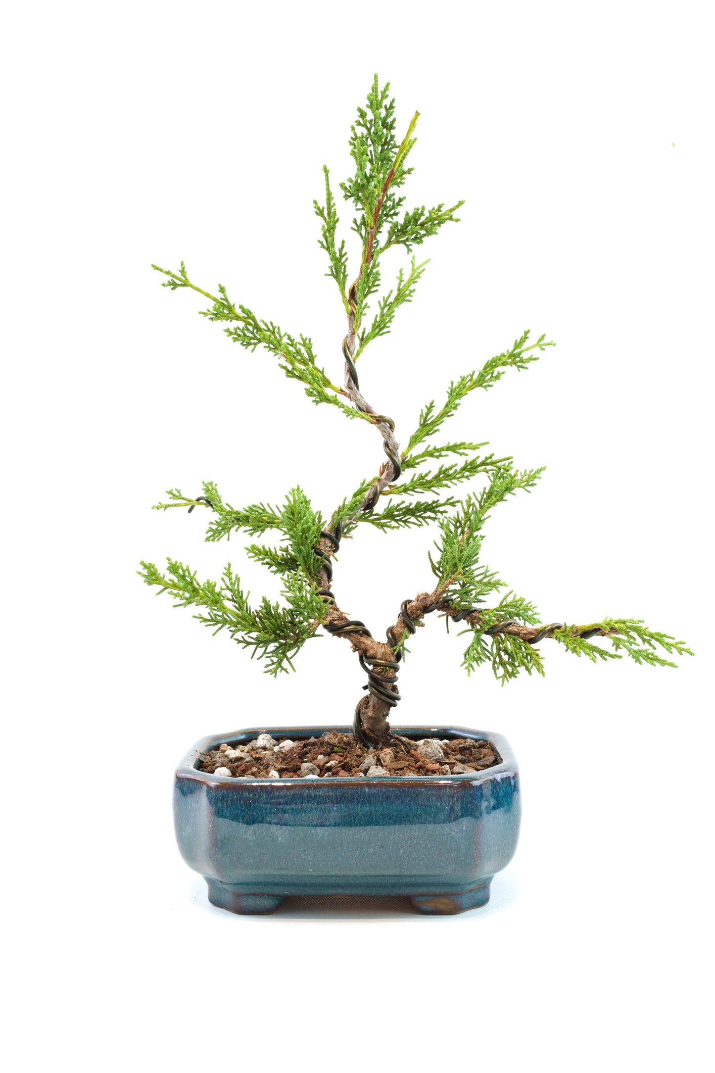 Shimpaku Juniper Rare Bonsai 6" Ceramic Pot - One of a Kind Bonsai