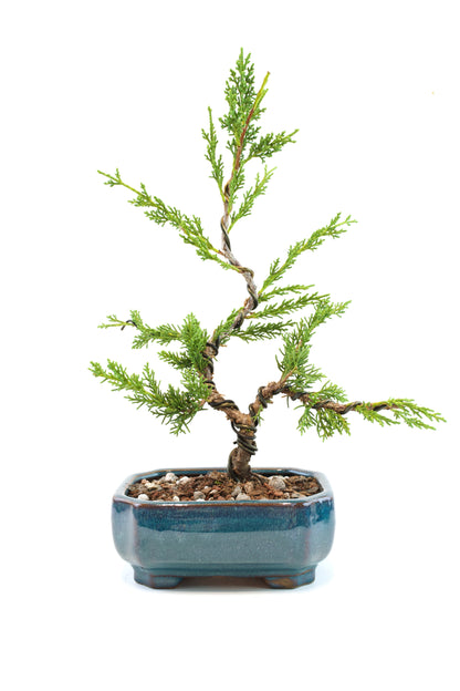 Shimpaku Juniper Rare Bonsai 6" Ceramic Pot - One of a Kind Bonsai