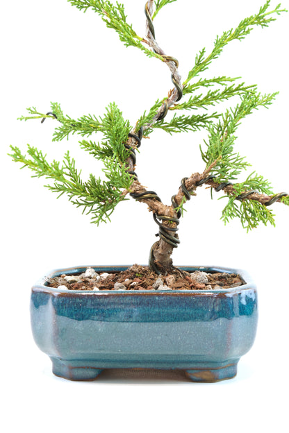 Shimpaku Juniper Rare Bonsai 6" Ceramic Pot - One of a Kind Bonsai