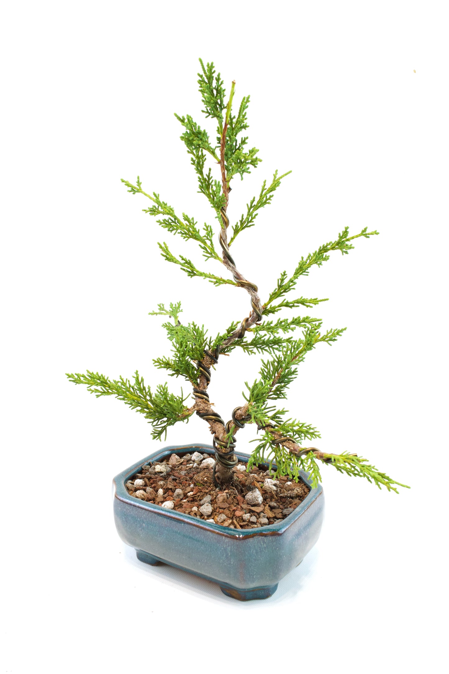 Shimpaku Juniper Rare Bonsai 6" Ceramic Pot - One of a Kind Bonsai